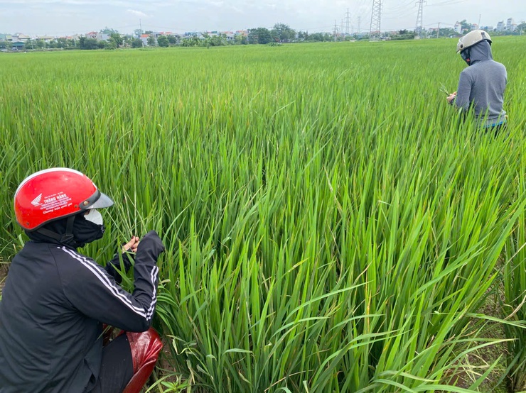 Chương Mỹ chủ động phòng trừ sâu bệnh hại lúa Mùa- Ảnh 3.