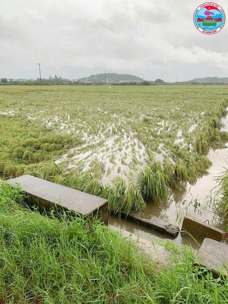 ĐỒNG CHÍ CHỦ TỊCH UBND XÃ HƯNG ĐẠO KIỂM TRA CÔNG TÁC KHẮC PHỤC HẬU QUẢ CƠN BÃO SỐ 10- Ảnh 6.
