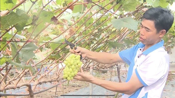 Anh Kiều Văn Tuyên - Tấm gương nông dân dám nghĩ, dám làm ở xã Phúc Thọ- Ảnh 2.