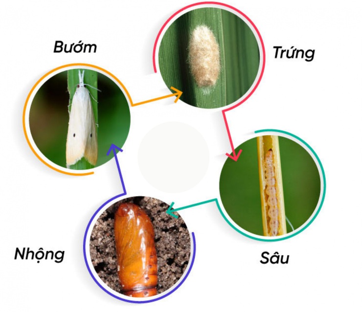 Chủ động phòng trừ sâu đục thân bướm hai chấm hại lúa- Ảnh 1.