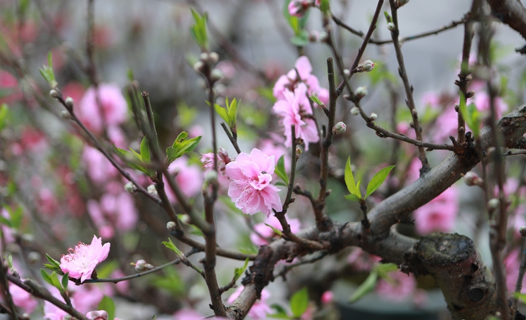 Phú Nghĩa tổ chức chợ hoa xuân quy mô 100 gian hàng phục vụ Tết Bính Ngọ 2026- Ảnh 1.