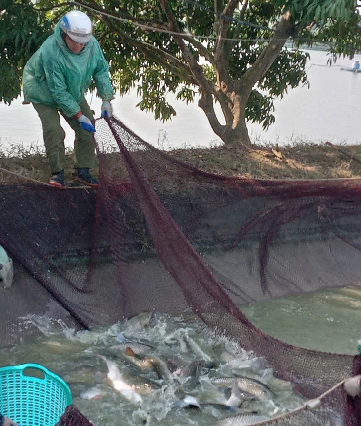 TIỀM NĂNG, LỢI THẾ VÀ ĐỊNH HƯỚNG PHÁT TRIỂN NUÔI TRỒNG THỦY SẢN XÃ ỨNG HÒA- Ảnh 1.