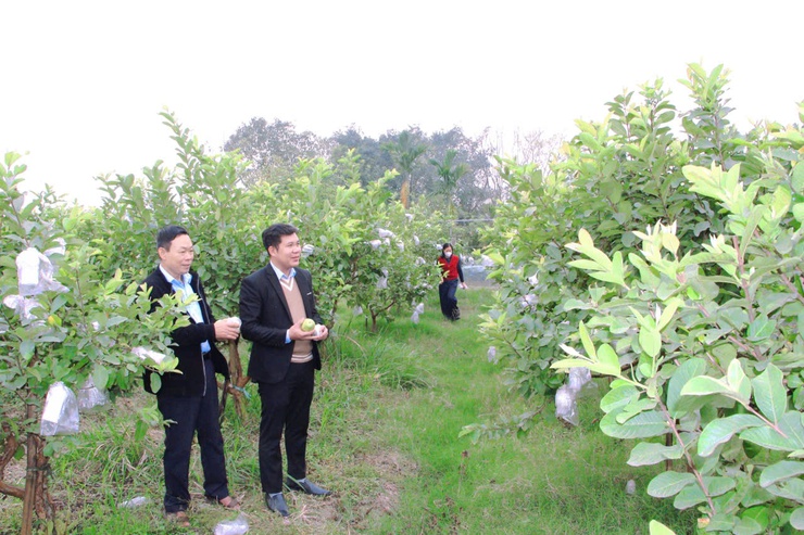 Rộn ràng khí thế lao động sản xuất trên những cánh đồng xuân Phú Nghĩa- Ảnh 4.