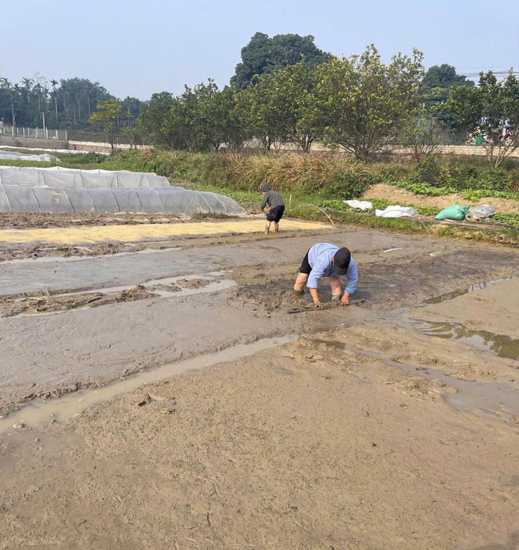 Rộn ràng khí thế lao động sản xuất trên những cánh đồng xuân Phú Nghĩa- Ảnh 1.