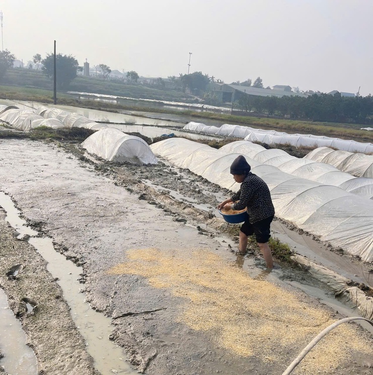 Rộn ràng khí thế lao động sản xuất trên những cánh đồng xuân Phú Nghĩa- Ảnh 2.