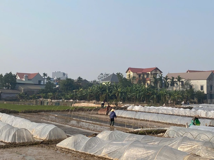 Kỹ thuật ngâm, ủ và che phủ nilon chống rét cho mạ xuân 2026- Ảnh 2.