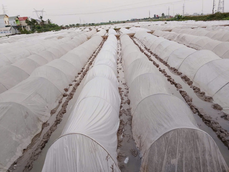 Xã Ứng Hoà chủ động chuẩn bị sản xuất vụ Xuân 2026.- Ảnh 1.