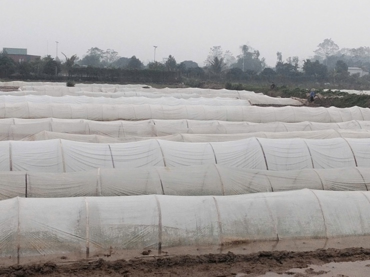 Xã Ứng Hoà chủ động chuẩn bị sản xuất vụ Xuân 2026.- Ảnh 2.