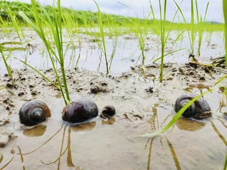 Trung tâm dịch vụ tổng hợp xã Bình Minh hướng dẫn Biện pháp kỹ thuật diệt trừ ốc bươu vàng hại lúa vụ Xuân 2026- Ảnh 2.