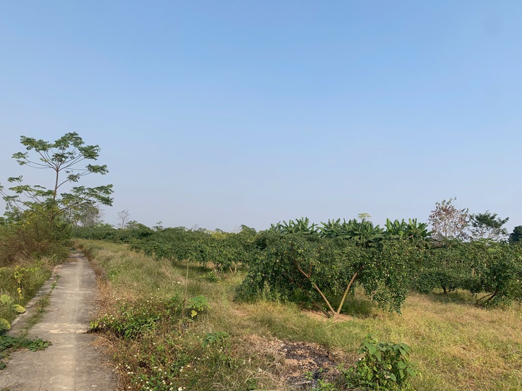 THÔNG BÁO: Về việc thu dọn cây màu trên diện tích đất công ích của xã- Ảnh 2.