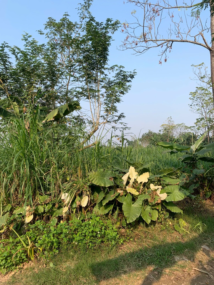 THÔNG BÁO: Về việc thu dọn cây màu trên diện tích đất công ích của xã- Ảnh 3.