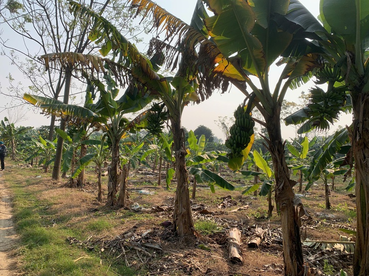 THÔNG BÁO: Về việc thu dọn cây màu trên diện tích đất công ích của xã- Ảnh 5.