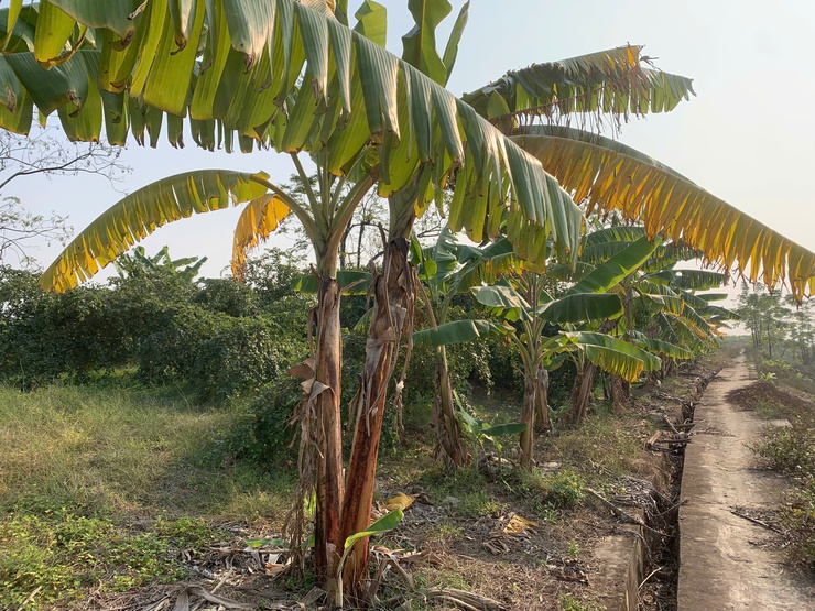 THÔNG BÁO: Về việc thu dọn cây màu trên diện tích đất công ích của xã- Ảnh 1.