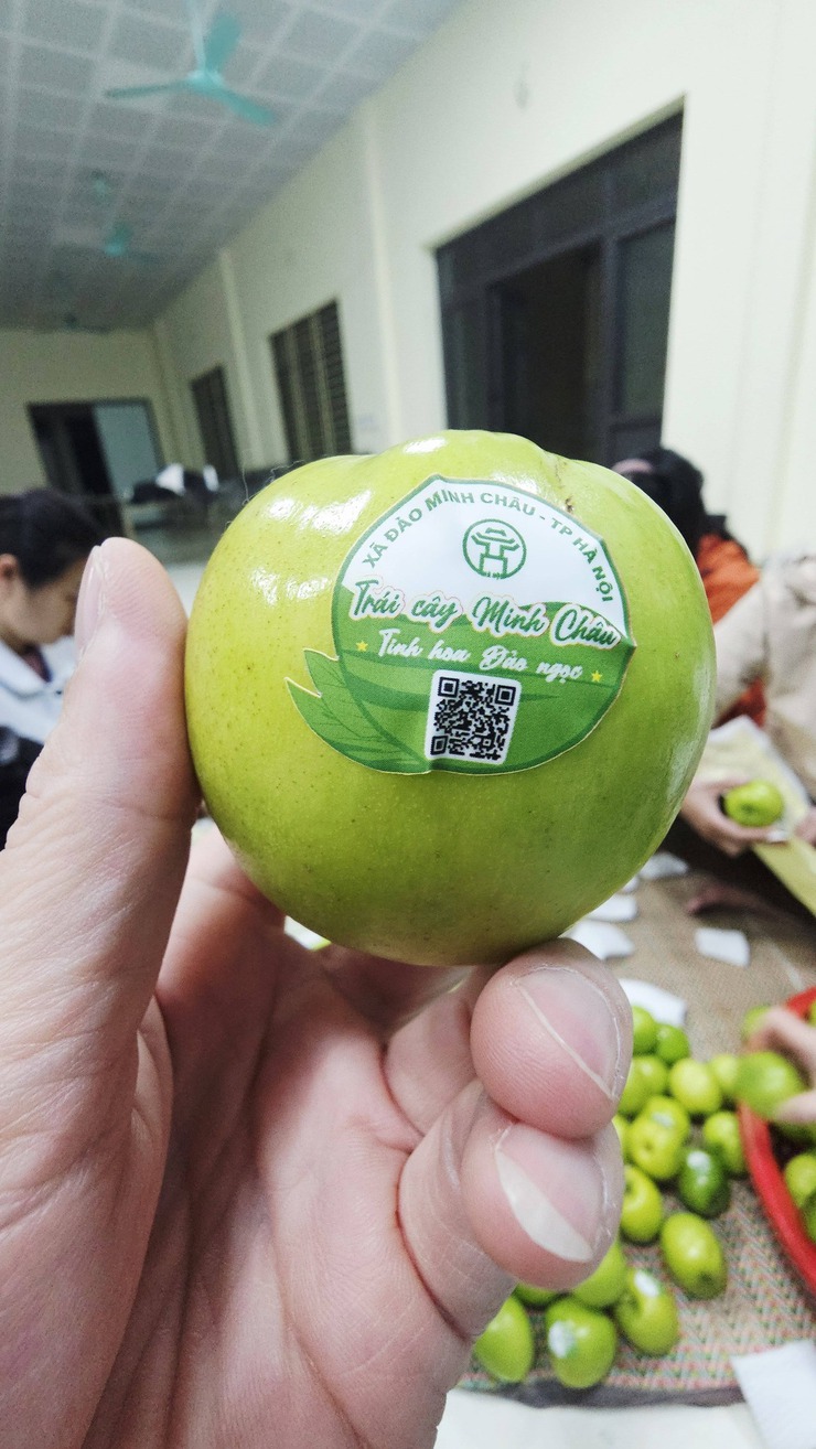 Táo Minh Châu – Tinh hoa Đảo Ngọc: từng bước đặt nền móng OCOP cho sản phẩm nông sản của địa phương- Ảnh 5.