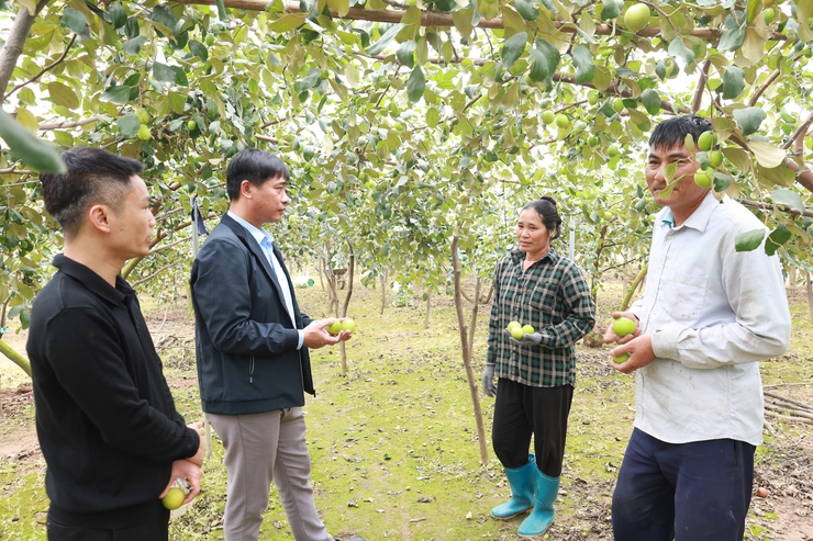 Táo Minh Châu – Tinh hoa Đảo Ngọc: từng bước đặt nền móng OCOP cho sản phẩm nông sản của địa phương- Ảnh 1.