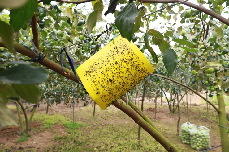 Táo Minh Châu – Tinh hoa Đảo Ngọc: từng bước đặt nền móng OCOP cho sản phẩm nông sản của địa phương- Ảnh 3.