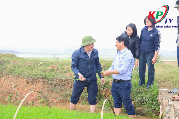 Đồng chí Bí thư Đảng ủy, Chủ tịch Hội đồng nhân dân xã Kiều Phú kiểm tra, chỉ đạo sản xuất vụ Xuân 2026- Ảnh 2.