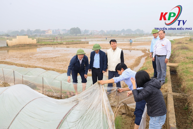 Đồng chí Bí thư Đảng ủy, Chủ tịch Hội đồng nhân dân xã Kiều Phú kiểm tra, chỉ đạo sản xuất vụ Xuân 2026- Ảnh 3.