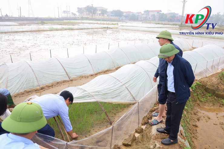 Đồng chí Bí thư Đảng ủy, Chủ tịch Hội đồng nhân dân xã Kiều Phú kiểm tra, chỉ đạo sản xuất vụ Xuân 2026- Ảnh 4.