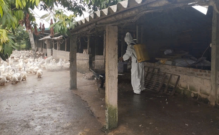 Hướng dẫn một số biện pháp phòng, chống bệnh Cúm gia cầm.- Ảnh 1.