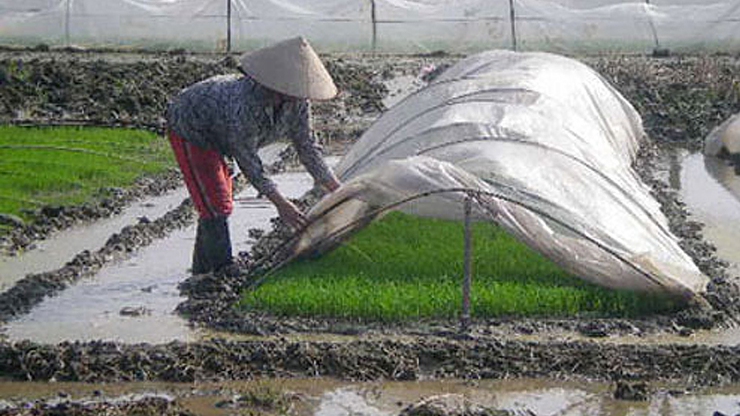 Đoài Phương: Không gieo mạ hoặc cấy vào những ngày rét đậm- Ảnh 1.