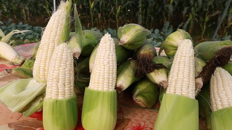 Hiệu quả từ giống Ngô thương phẩm HN268  trên đồng đất xã Đại Xuyên- Ảnh 8.