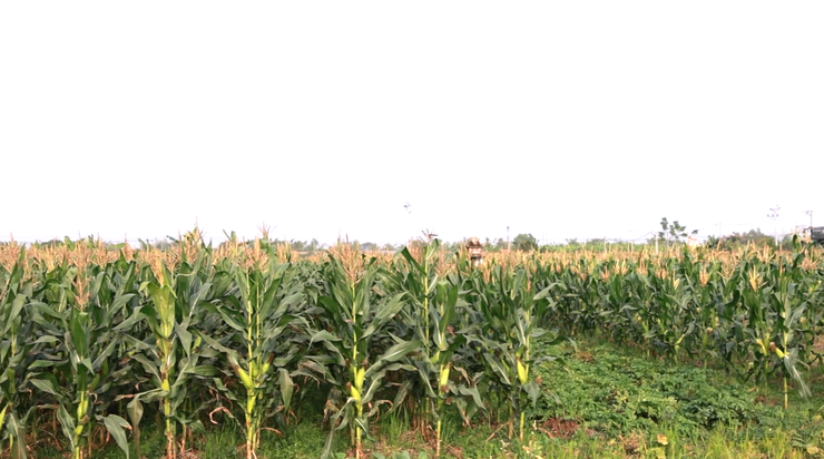 Hiệu quả từ giống Ngô thương phẩm HN268  trên đồng đất xã Đại Xuyên- Ảnh 7.