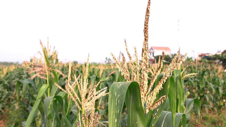 Hiệu quả từ giống Ngô thương phẩm HN268  trên đồng đất xã Đại Xuyên- Ảnh 6.