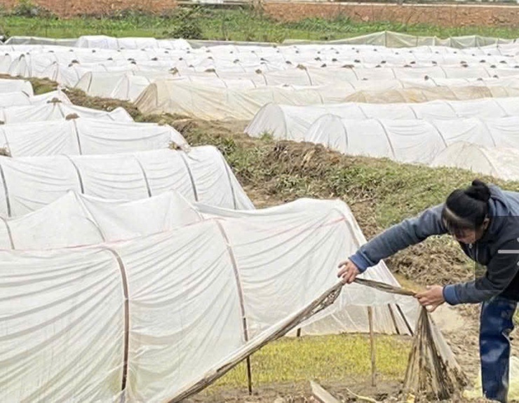 HƯỚNG DẪN KỸ THUẬT NGÂM Ủ, GIEO MẠ VÀ CHĂM SÓC MẠ VỤ XUÂN NĂM 2026
- Ảnh 1.