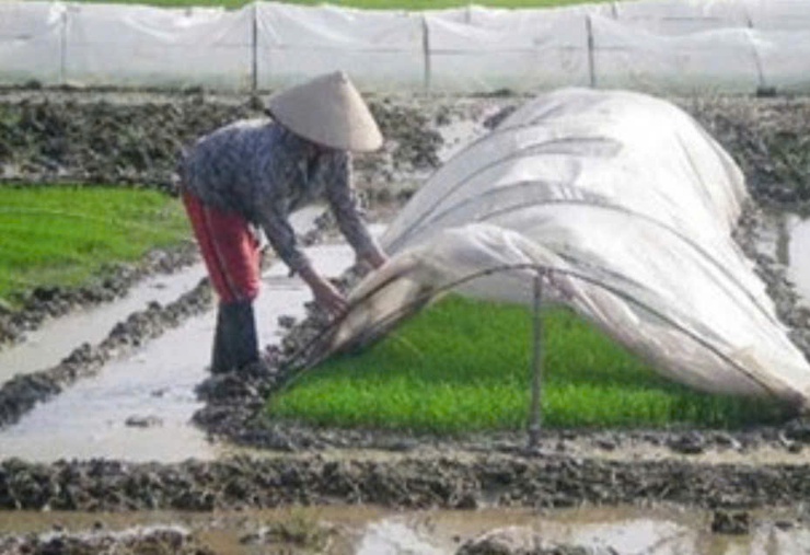 HƯỚNG DẪN KỸ THUẬT NGÂM Ủ, GIEO MẠ VÀ CHĂM SÓC MẠ VỤ XUÂN NĂM 2026
- Ảnh 2.