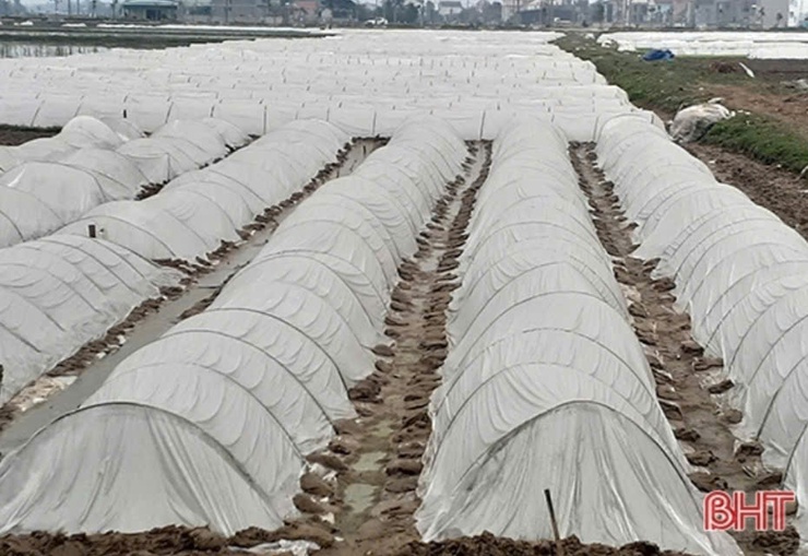 HƯỚNG DẪN KỸ THUẬT NGÂM Ủ, GIEO MẠ VÀ CHĂM SÓC MẠ VỤ XUÂN NĂM 2026
- Ảnh 4.