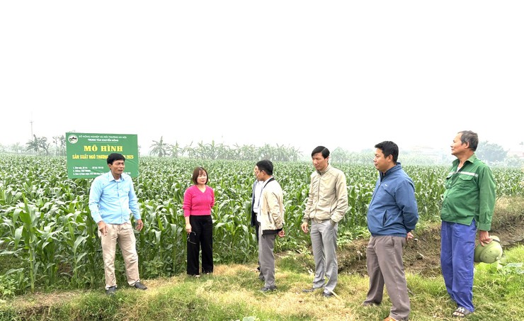 Hiệu quả từ giống Ngô thương phẩm HN268  trên đồng đất xã Đại Xuyên- Ảnh 3.