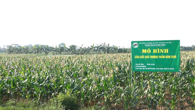 Hiệu quả từ giống Ngô thương phẩm HN268  trên đồng đất xã Đại Xuyên- Ảnh 1.