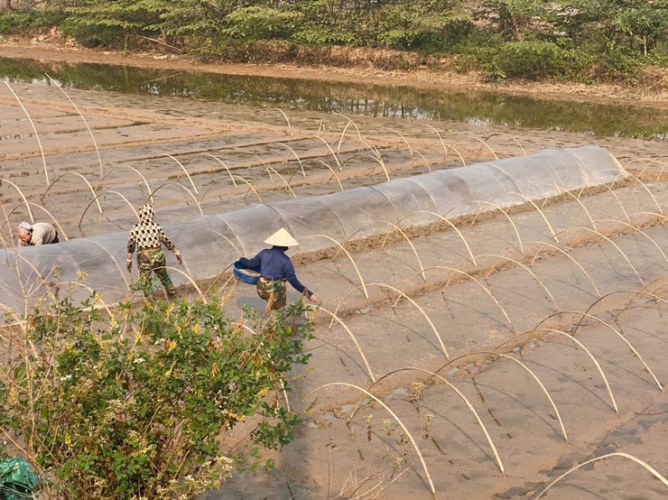 TRUNG TÂM DỊCH VỤ TỔNG HỢP XÃ HƯỚNG DẪN KỸ THUẬT CHE PHỦ NILON CHỐNG RÉT CHO MẠ- Ảnh 1.