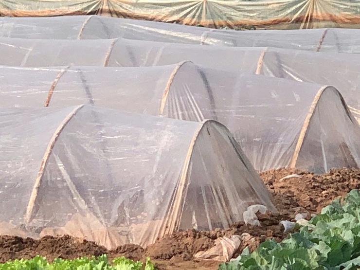 TRUNG TÂM DỊCH VỤ TỔNG HỢP XÃ HƯỚNG DẪN KỸ THUẬT CHE PHỦ NILON CHỐNG RÉT CHO MẠ- Ảnh 2.