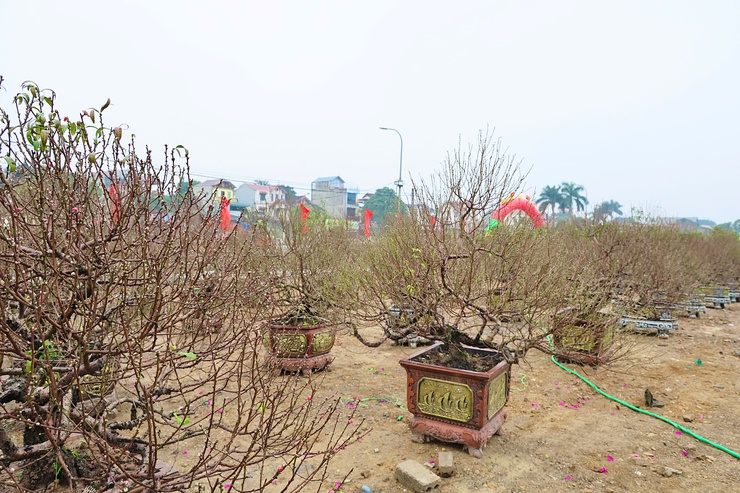 80 đơn vị đăng ký gian hàng Chợ hoa xuân Tết Bính Ngọ 2026- Ảnh 3.