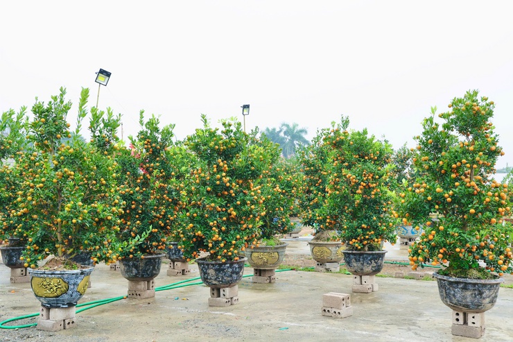 80 đơn vị đăng ký gian hàng Chợ hoa xuân Tết Bính Ngọ 2026- Ảnh 4.