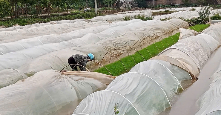 Chủ động phòng trừ sinh vật gây hại trên mạ J02 vụ Xuân.- Ảnh 1.