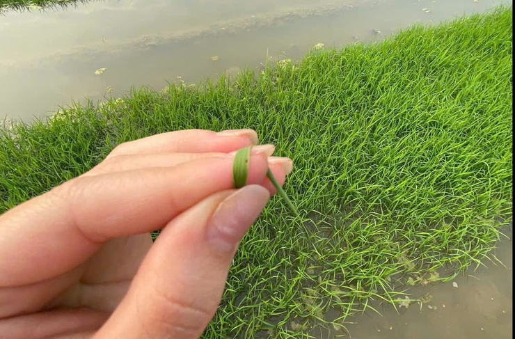 Chủ động phòng trừ sinh vật gây hại trên mạ J02 vụ Xuân.- Ảnh 2.