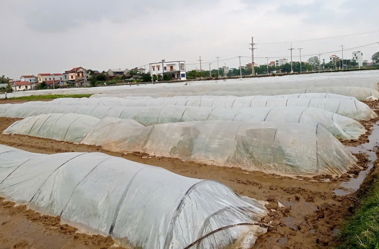 HƯỚNG DẪN MỘT SỐ  BIỆN PHÁP PHÒNG CHỐNG RÉT CHO CÂY TRỒNG.- Ảnh 1.