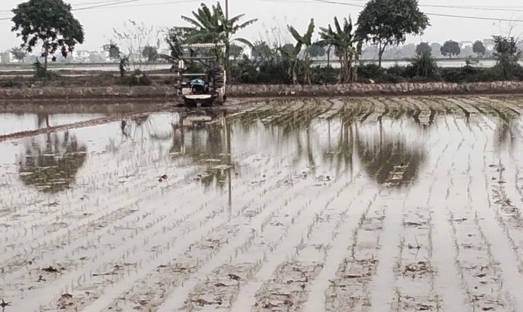 HƯỚNG DẪN MỘT SỐ  BIỆN PHÁP PHÒNG CHỐNG RÉT CHO CÂY TRỒNG.- Ảnh 2.