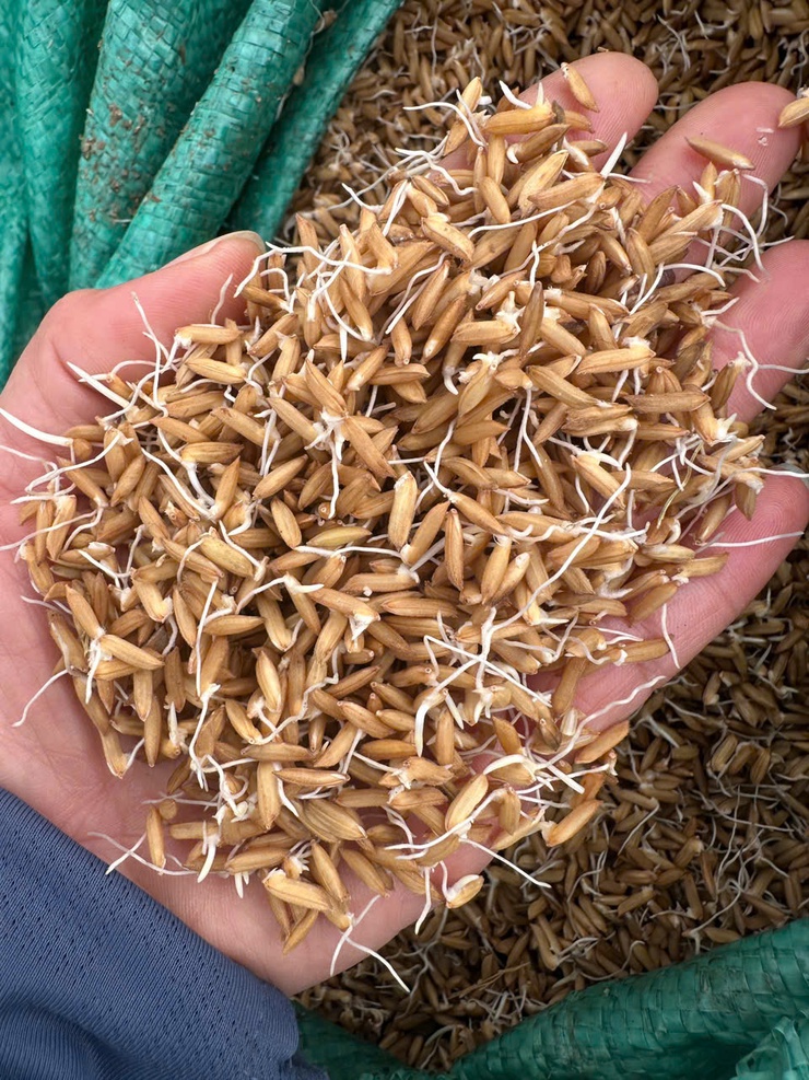 Hướng dẫn kỹ thật ngâm ủ mạ Xuân năm 2026- Ảnh 1.