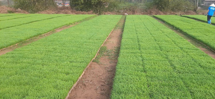 Xã Tiến Thắng chủ động công tác gieo cấy vụ Xuân năm 2026- Ảnh 2.