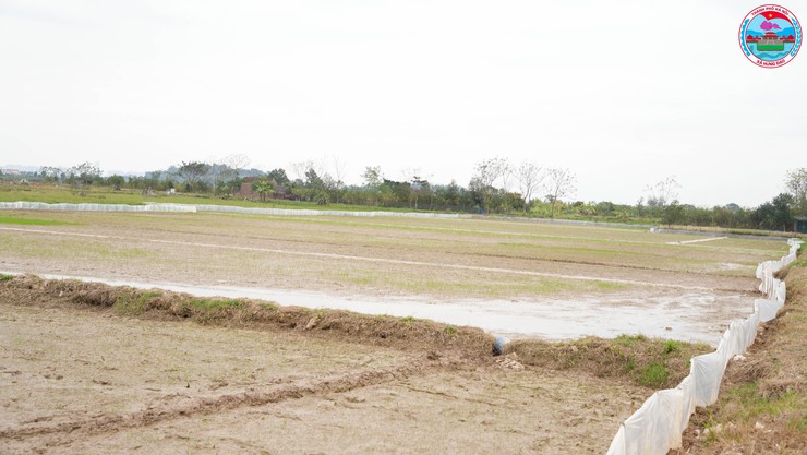 Lãnh đạo xã Hưng Đạo kiểm tra công tác chuẩn bị sản xuất vụ Xuân năm 2026- Ảnh 7.