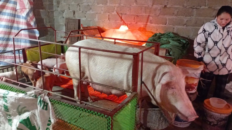 Trung tâm Dịch vụ tổng hợp xã Suối Hai tăng cường kiểm tra chăn nuôi, hướng dẫn phòng chống rét và chăm sóc chè tại thôn 4- Ảnh 1.