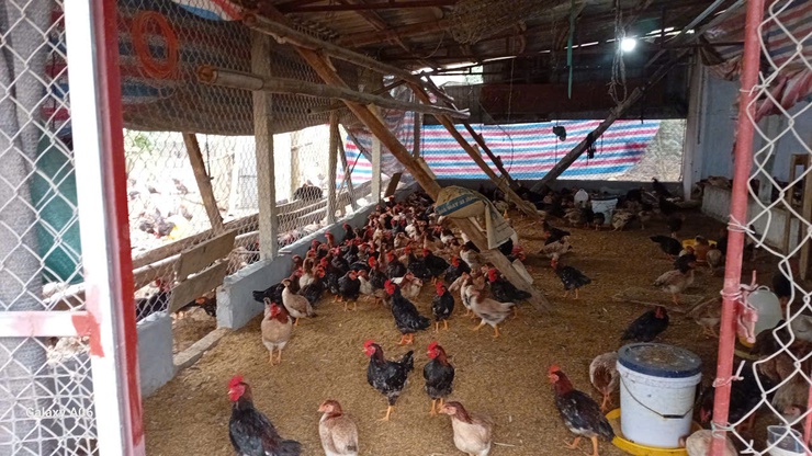 Trung tâm Dịch vụ tổng hợp xã Suối Hai tăng cường kiểm tra chăn nuôi, hướng dẫn phòng chống rét và chăm sóc chè tại thôn 4- Ảnh 2.