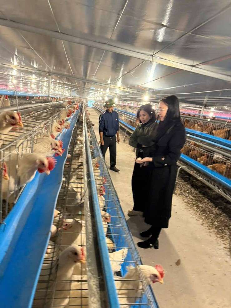 Xã Phượng Dực: Lan tỏa mô hình nuôi gà công nghệ cao hướng tới chuẩn VietGAP- Ảnh 1.