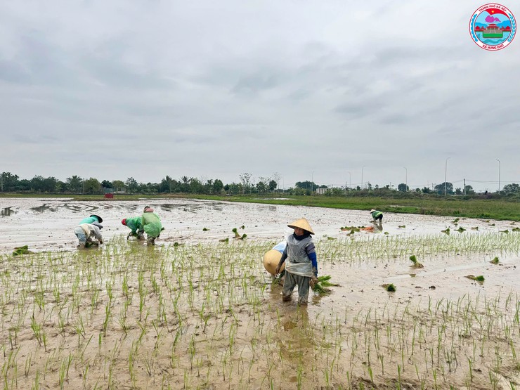 Lãnh đạo xã Hưng Đạo kiểm tra công tác chuẩn bị sản xuất vụ Xuân năm 2026- Ảnh 6.