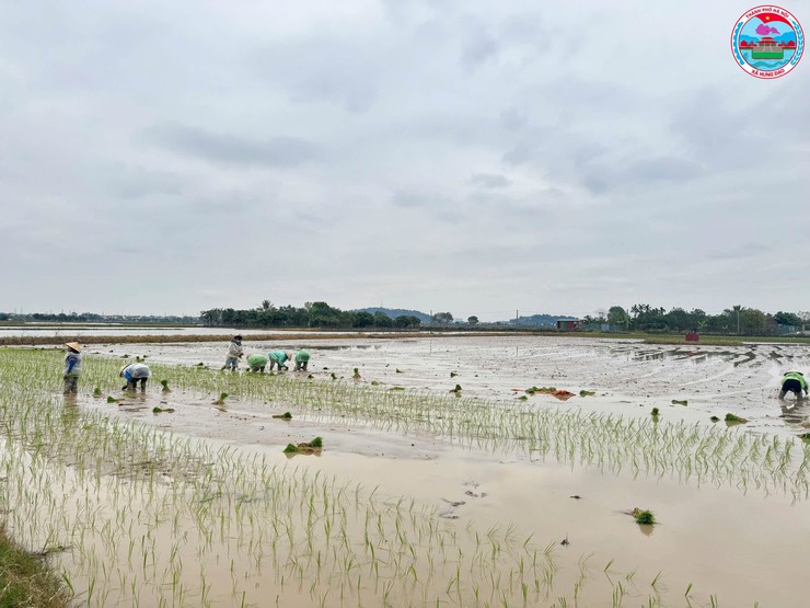 Lãnh đạo xã Hưng Đạo kiểm tra công tác chuẩn bị sản xuất vụ Xuân năm 2026- Ảnh 4.