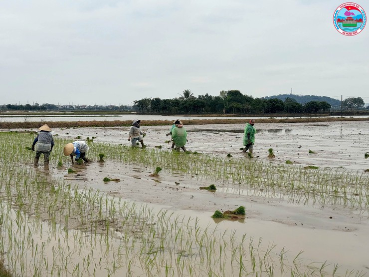 Lãnh đạo xã Hưng Đạo kiểm tra công tác chuẩn bị sản xuất vụ Xuân năm 2026- Ảnh 5.